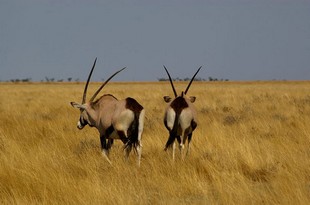 646 Namibia Okt 2006 .JPG